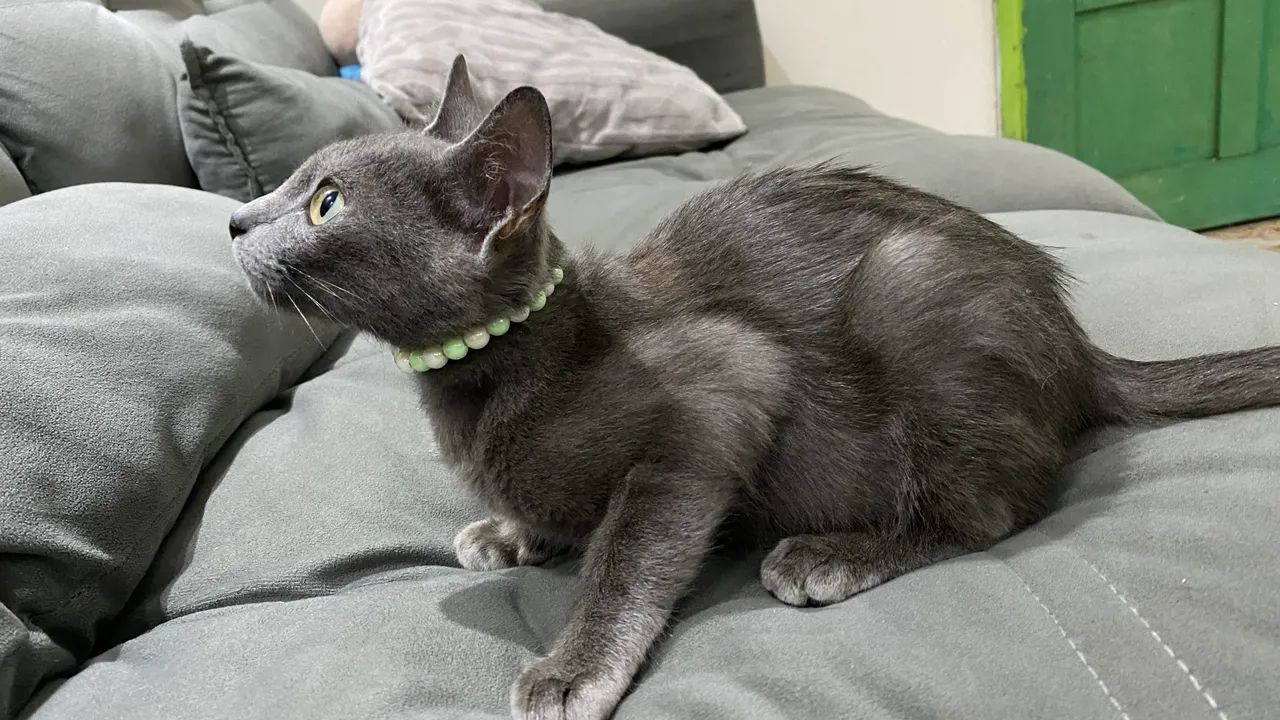 Gatinha para doação  - Foto 2