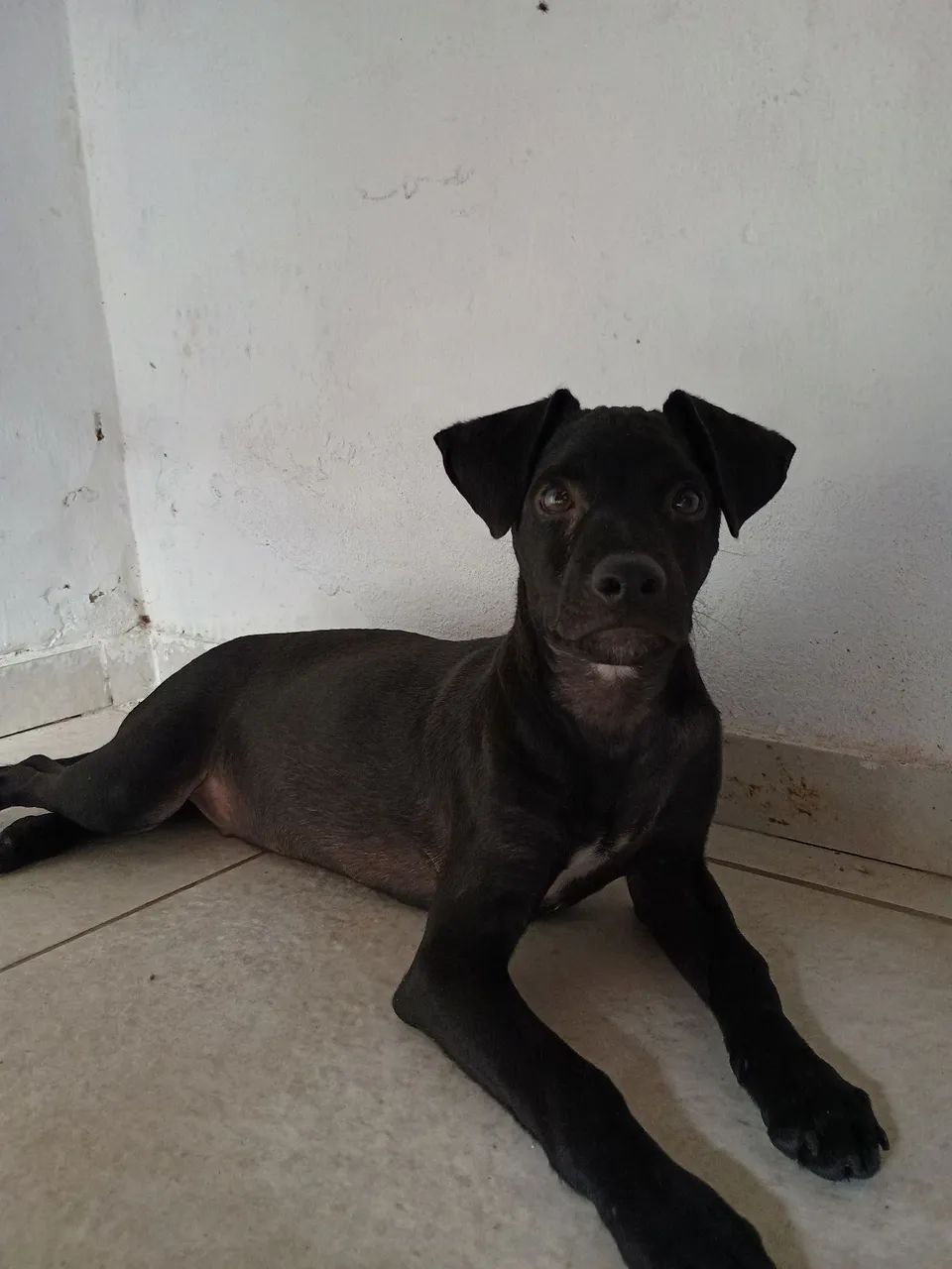 adoção  - Foto 2