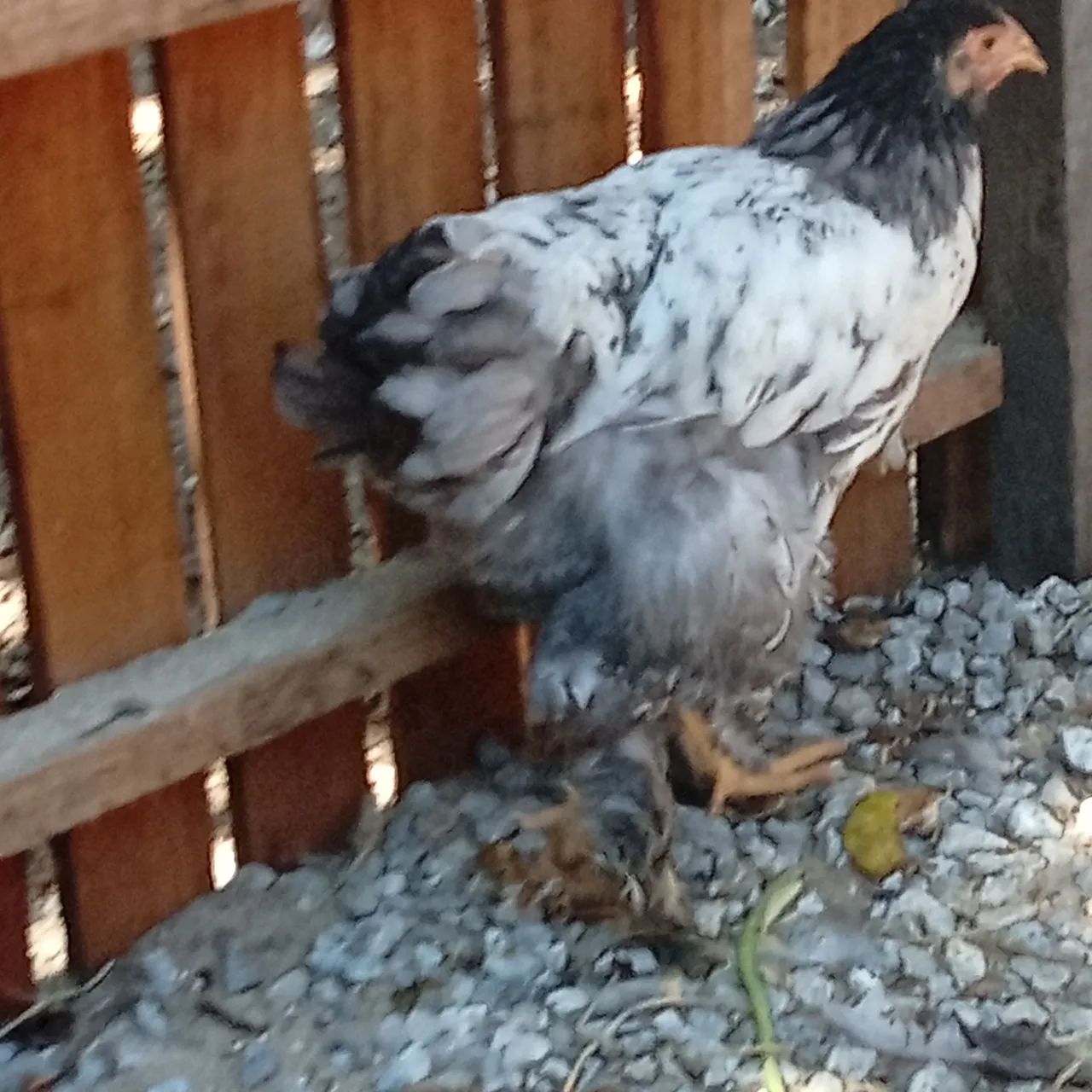 Frangos Brahma 5 meses  - Foto 2