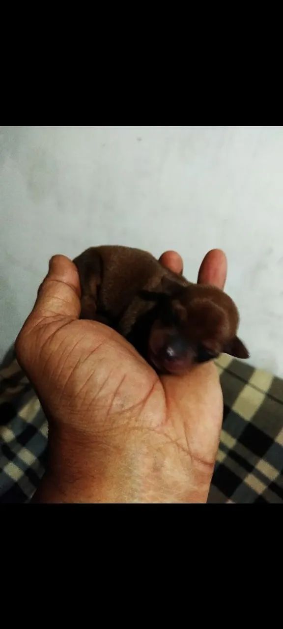 PINSCHER FÊMEA 