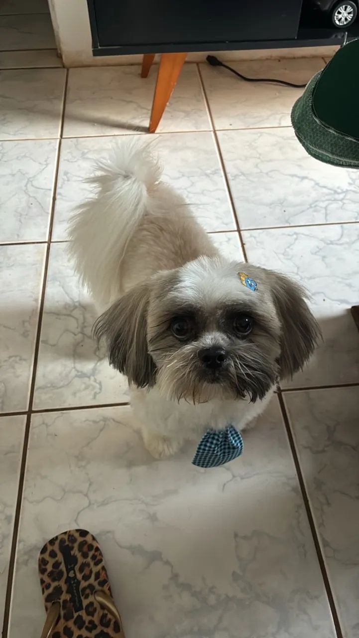 Shih Tzu procura namorada - Foto 2