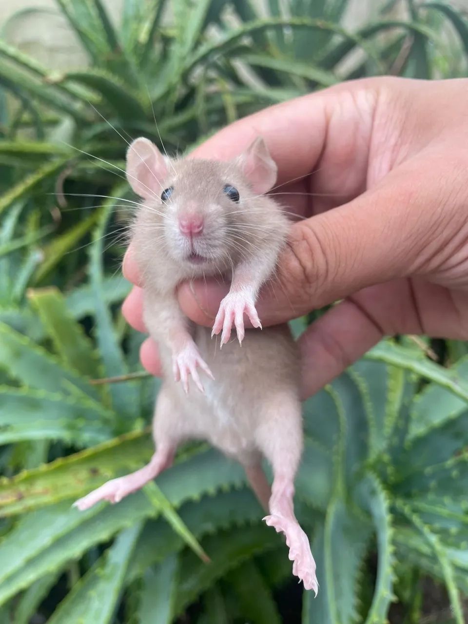 Ratos Twister  - Foto 3