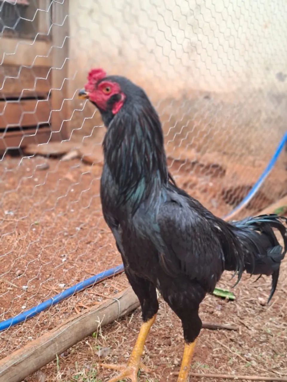 Vende-se aves: diversas raças e tamanhos disponíveis, valores a partir de R$ 15,00  - Foto 6