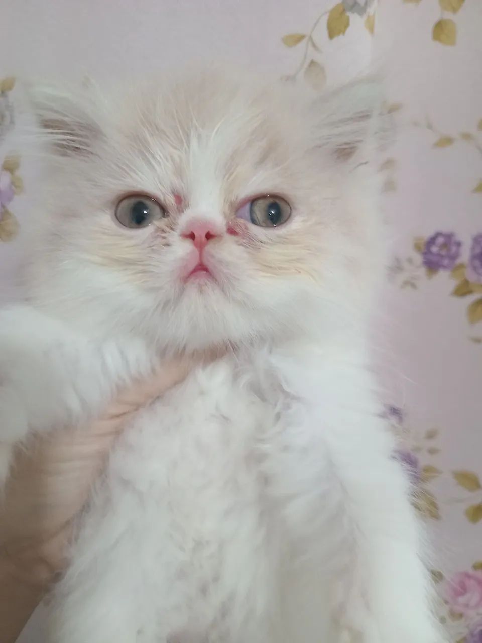  Gato persa macho - Foto 5