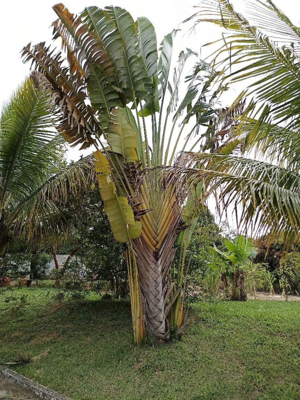 Sítio para locação  - Foto 10