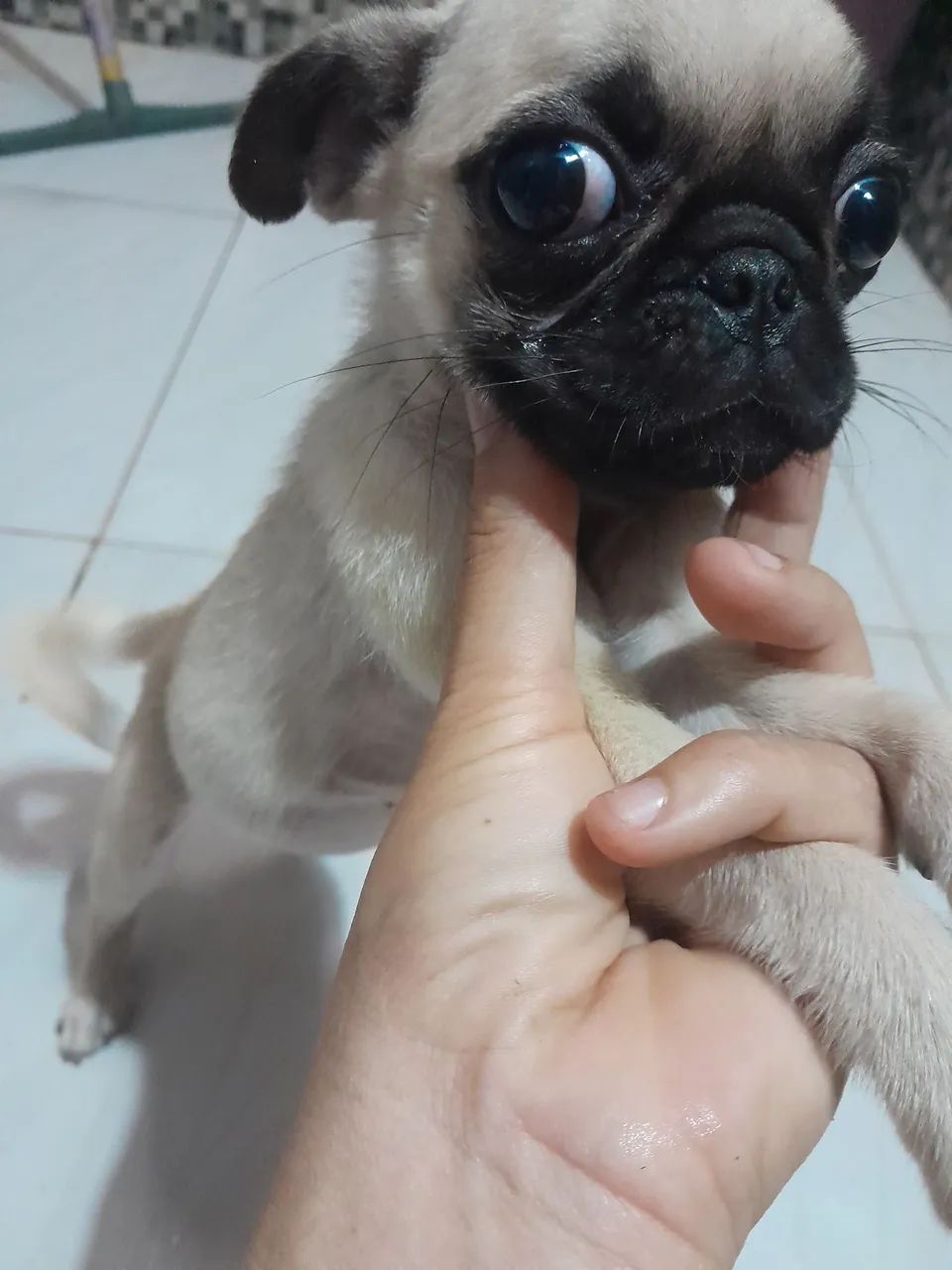 Fêmea pug  - Foto 2