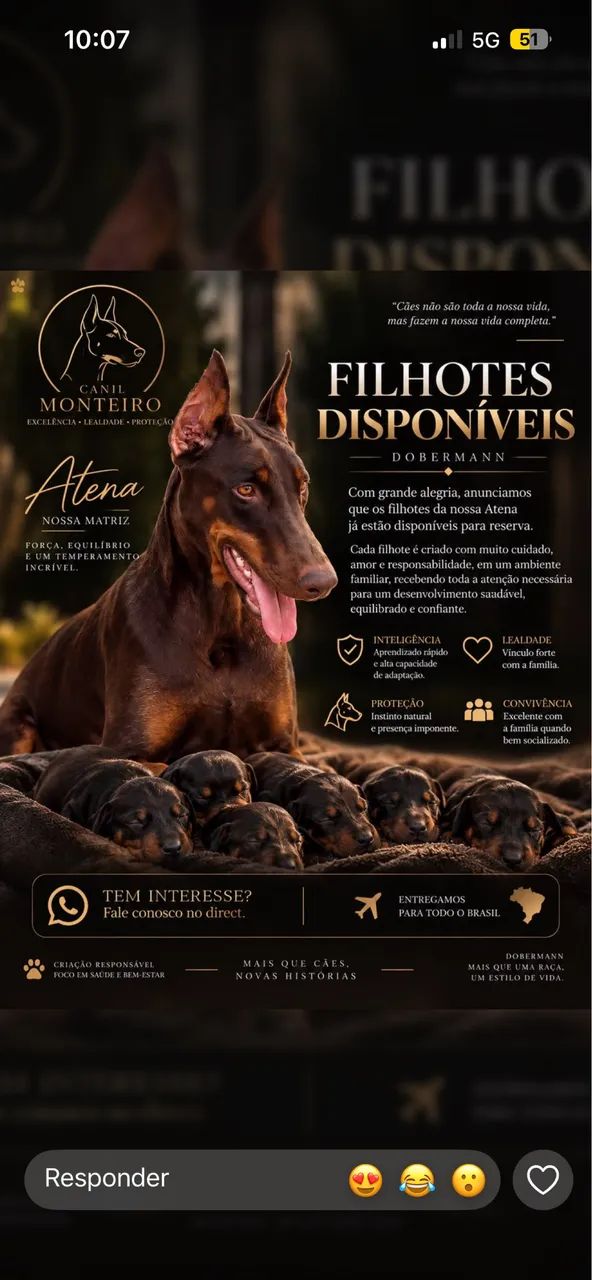 Filhote dobermann puro