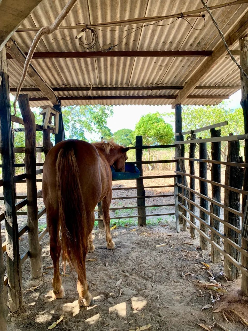 Cavalo machador, mestiço! - Foto 2