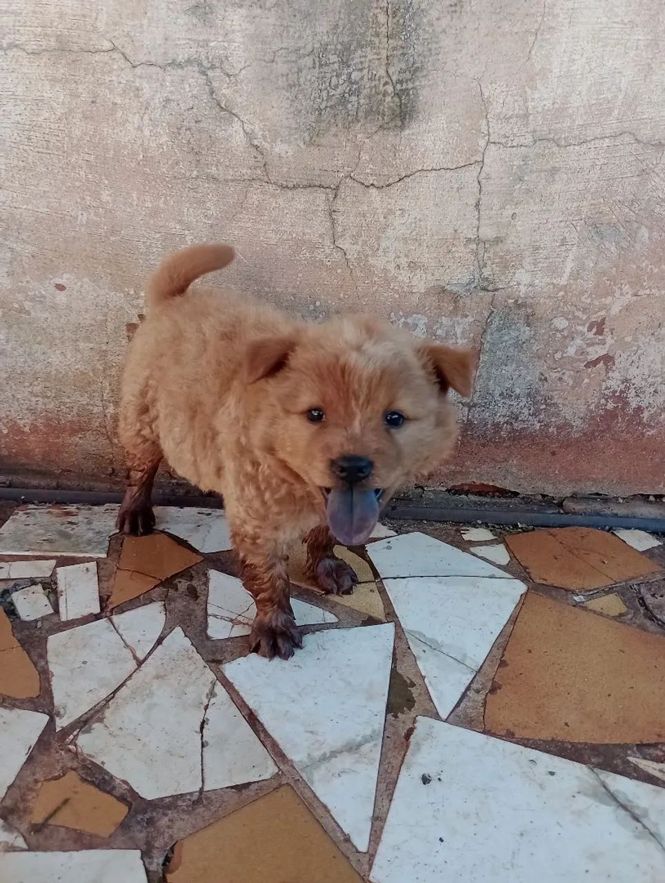 Cachorra  - Foto 4