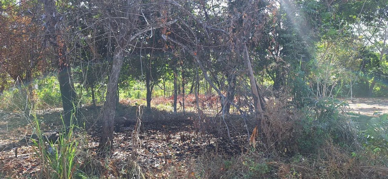 2 Terreno a venda !  - Foto 2