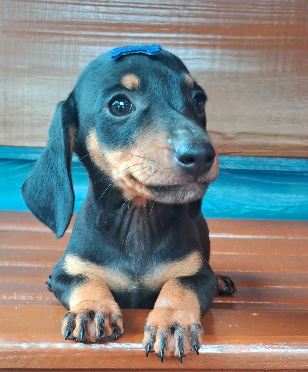 Filjote de Linguicinha