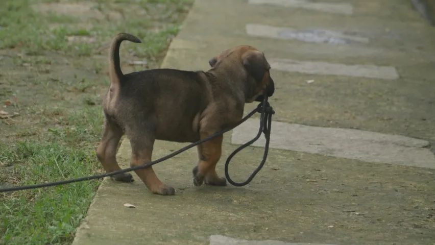 FILHOTE DE CANE CORSO  - Foto 5