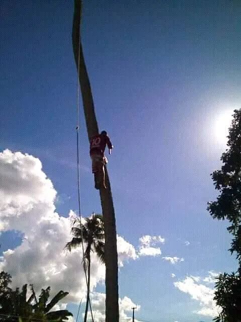 Limpeza de per de coco  - Foto 3