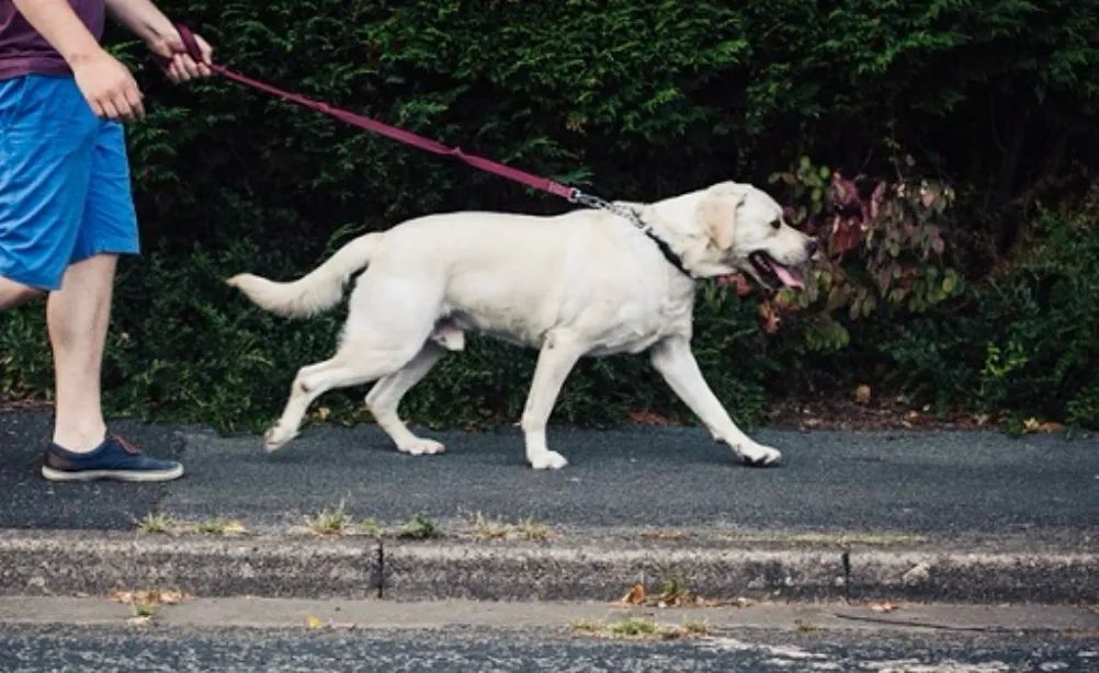Passear com seus cachorros ? - Foto 2