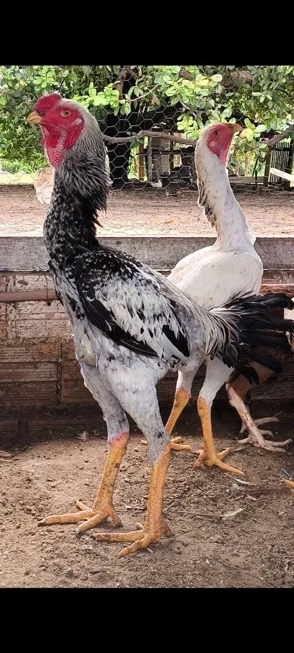 ÍNDIO GIGANTE  - Foto 2