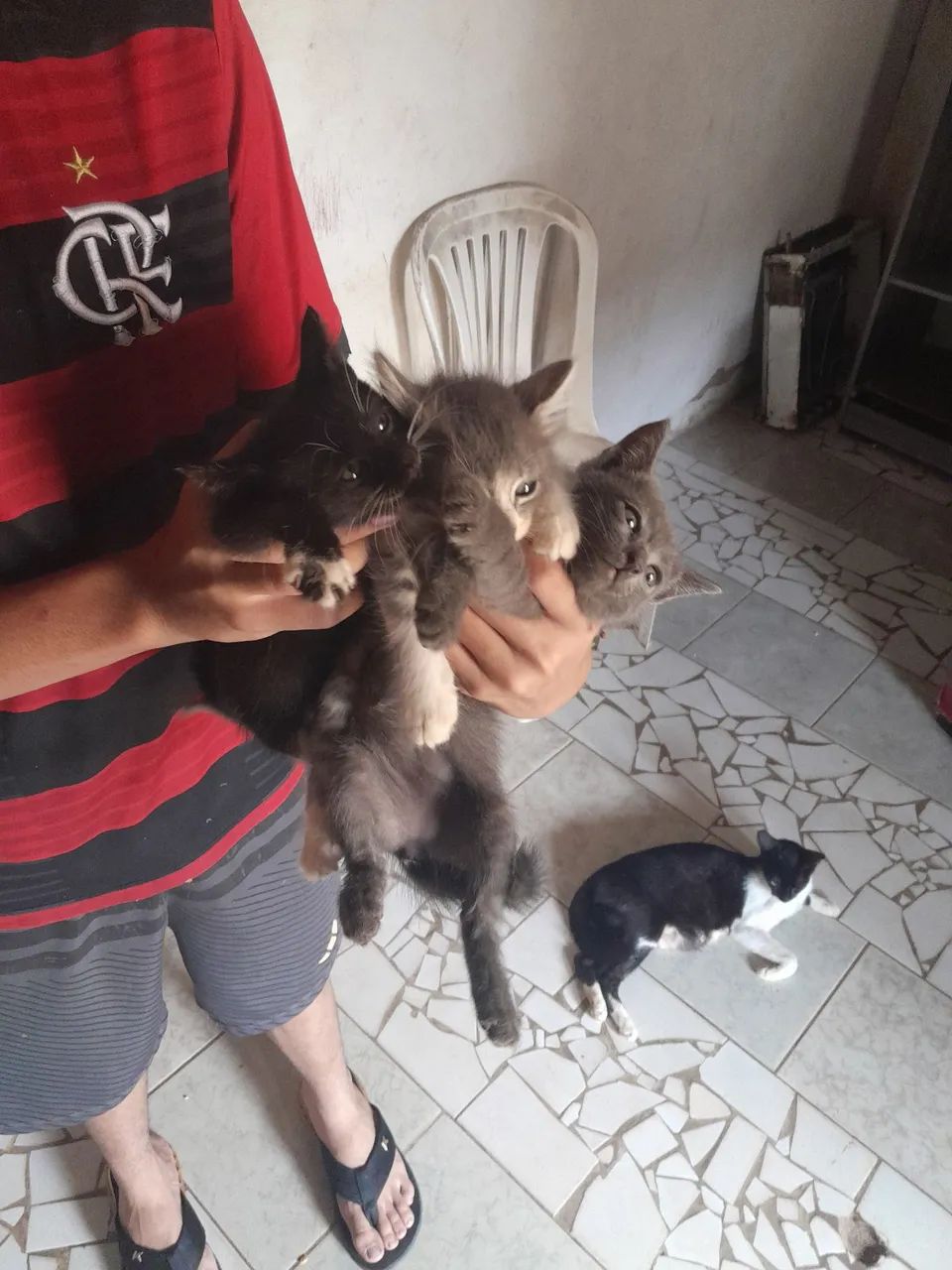Gato para doação 