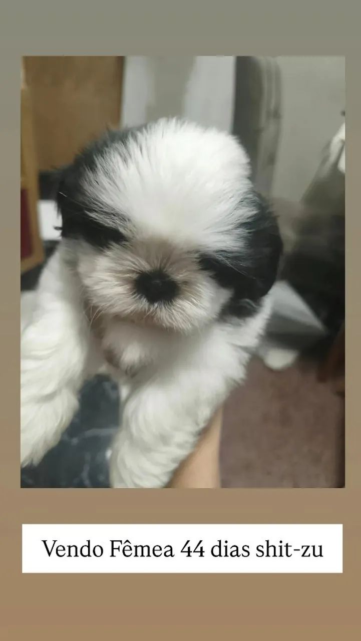 Vendo shitzu