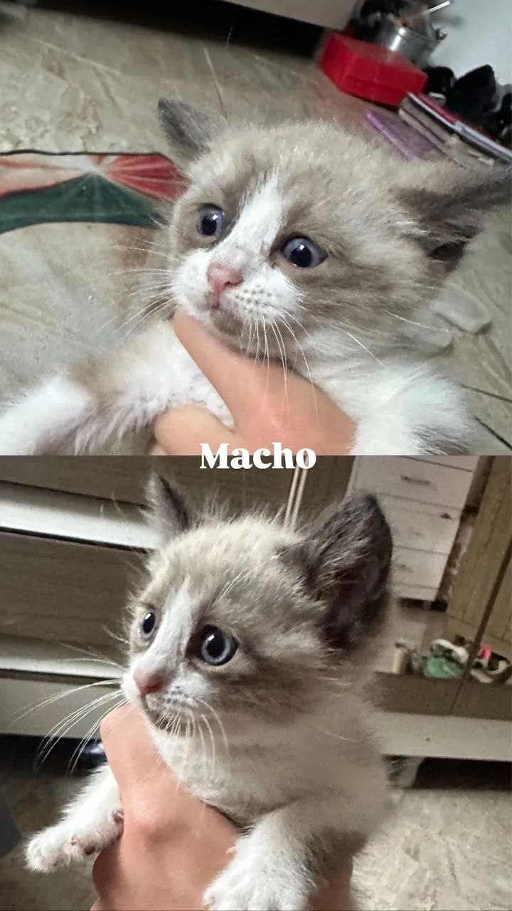 Doação (sobrou apenas a mamãe) - Foto 3
