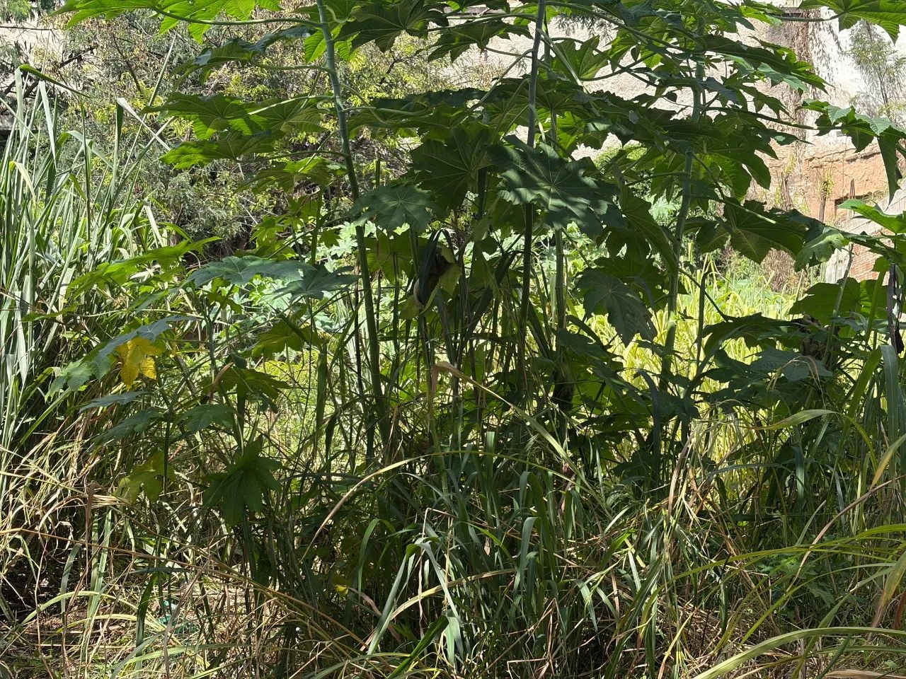 Lote a venda no Bairro Castelo - Foto 3