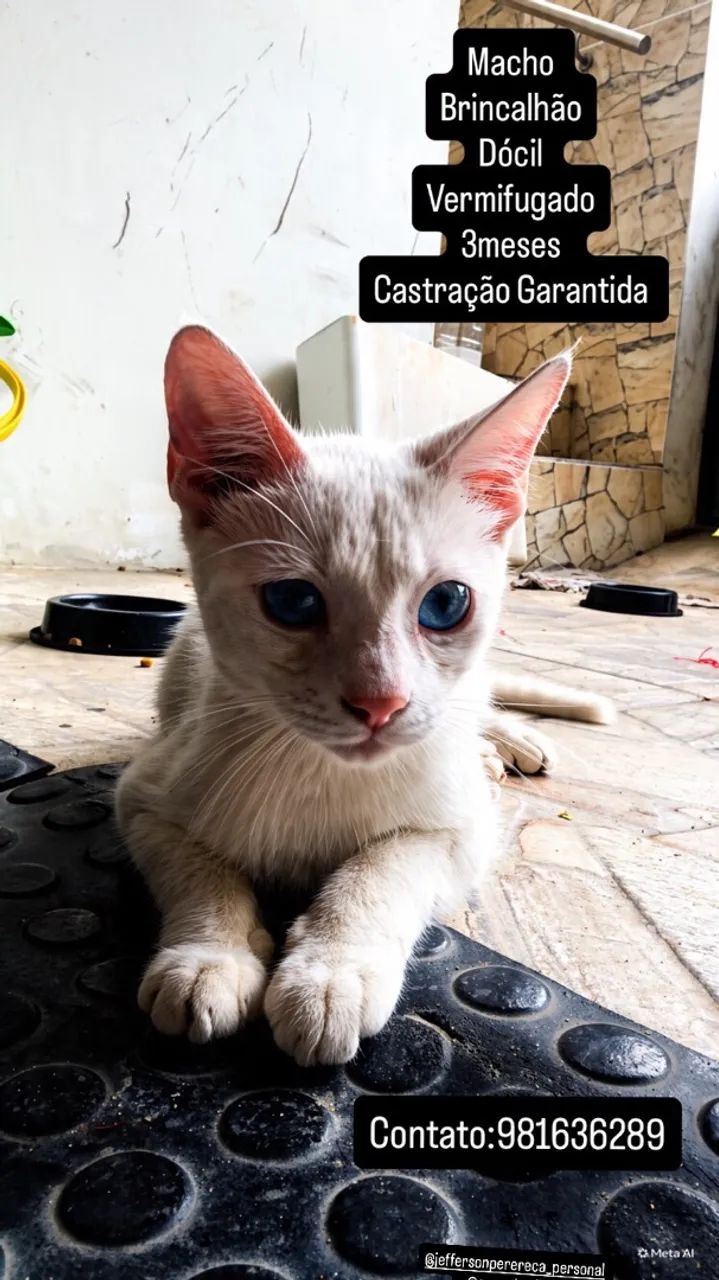 Adoção Responsável Gatinho 