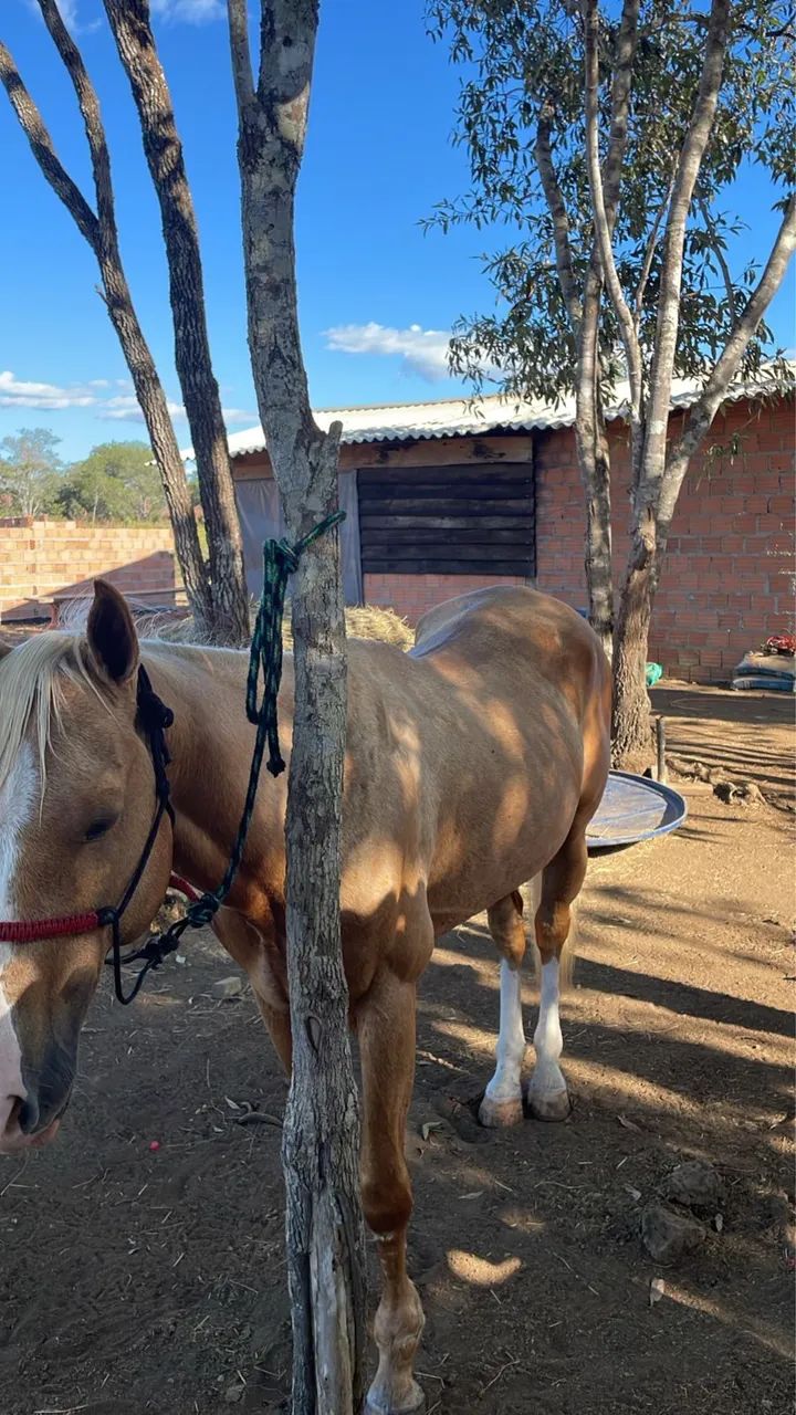 Cavalo Quarto de Milha  - Foto 3