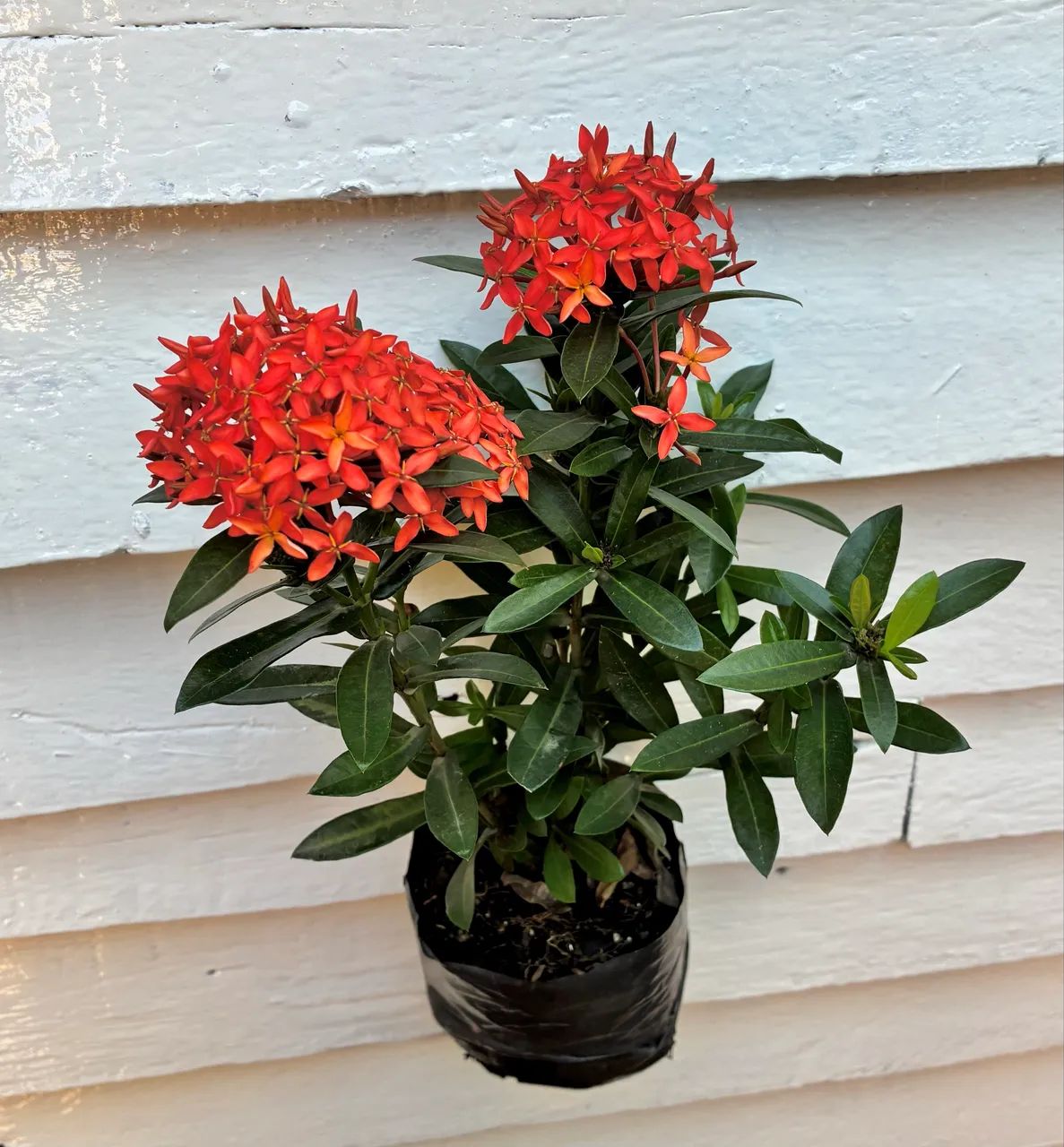 Mini ixoras para plantas resistentes e floríferas pra jardim vermelha e amarela - Foto 4