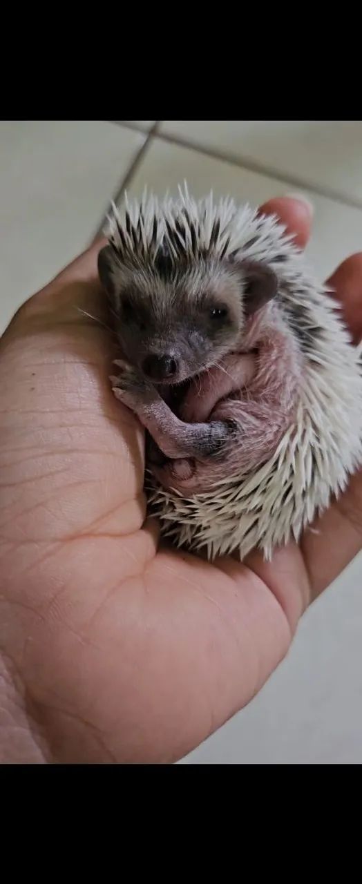 Pet  - Foto 2