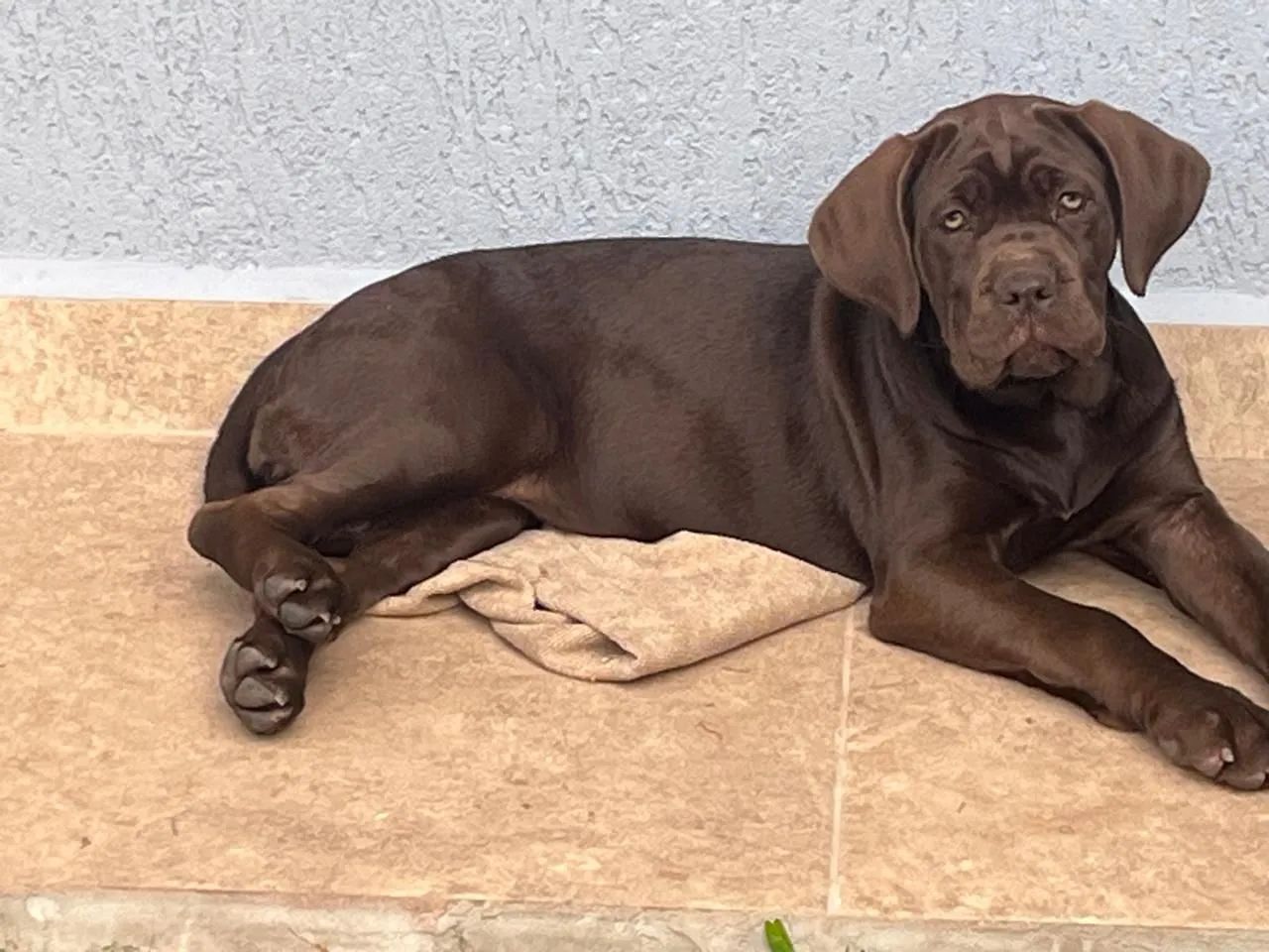 Cane corso - Foto 2