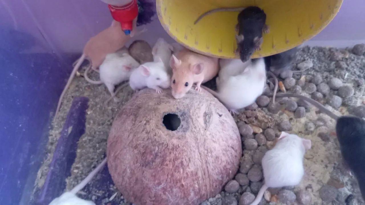 Camundongos  - Foto 2