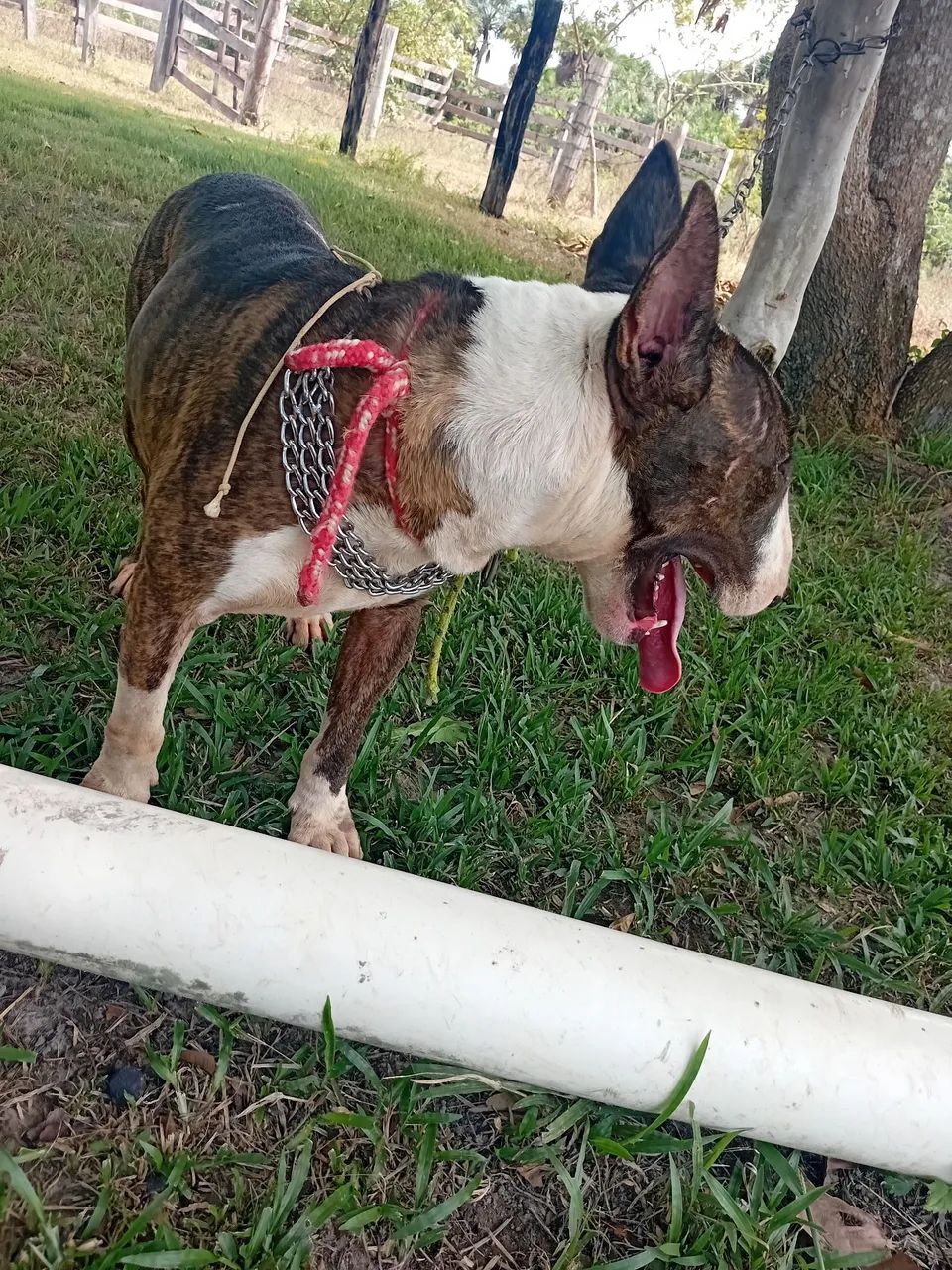 Bull terrier  - Foto 4