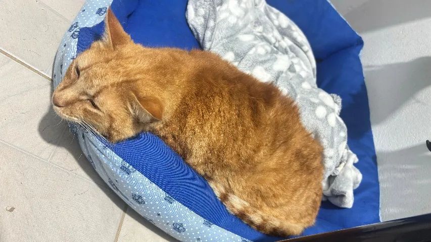 Gato laranja  - Foto 2