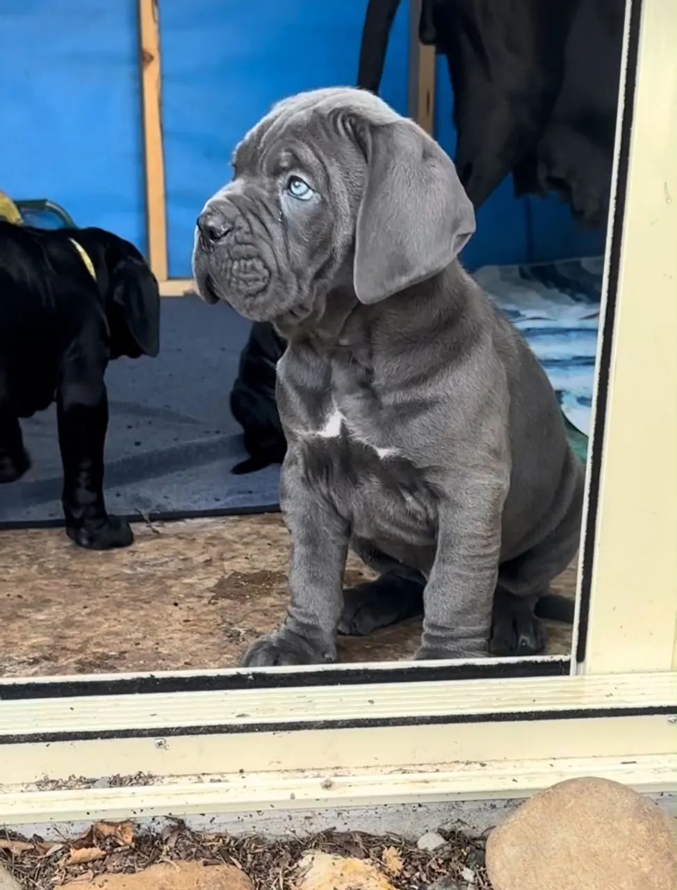 Cane corso - Foto 4