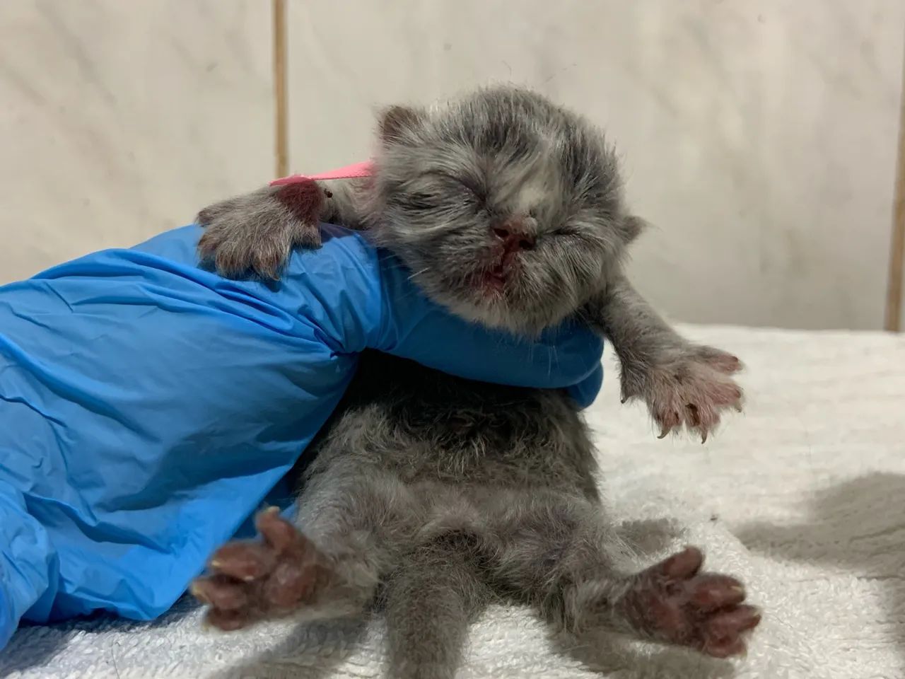 Gato Persa 