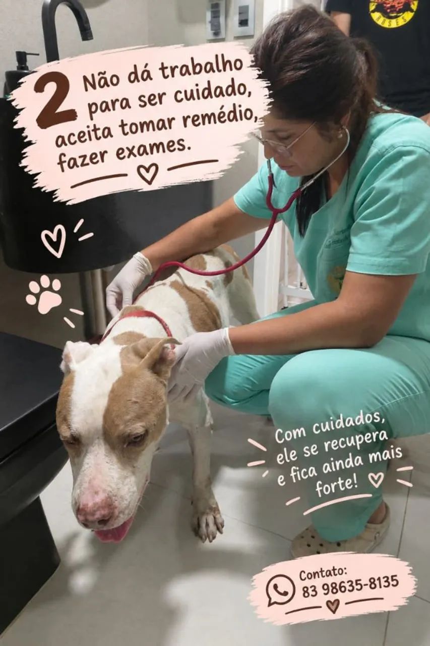 Cachorro macho Pitbull para adoção responsável  - Foto 2
