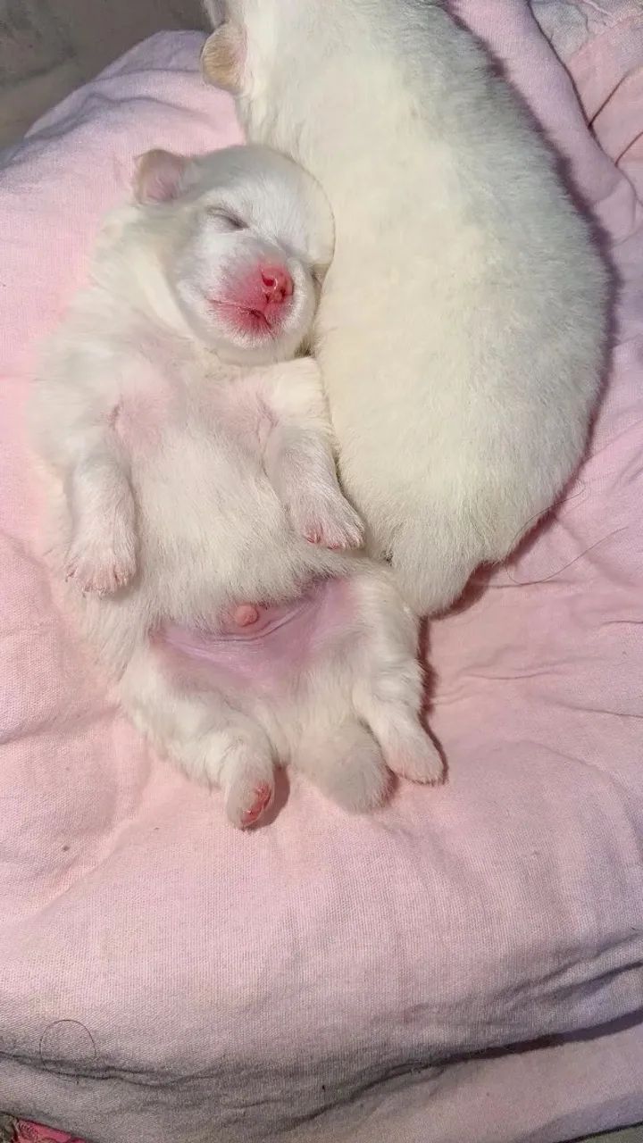 Spitz alemão anão  - Foto 4