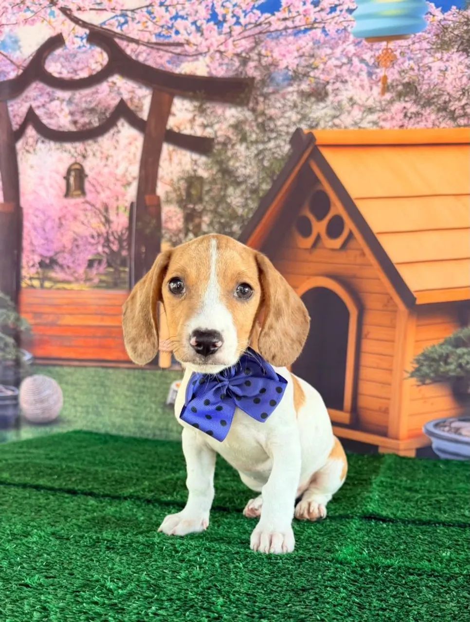 Dachshund 