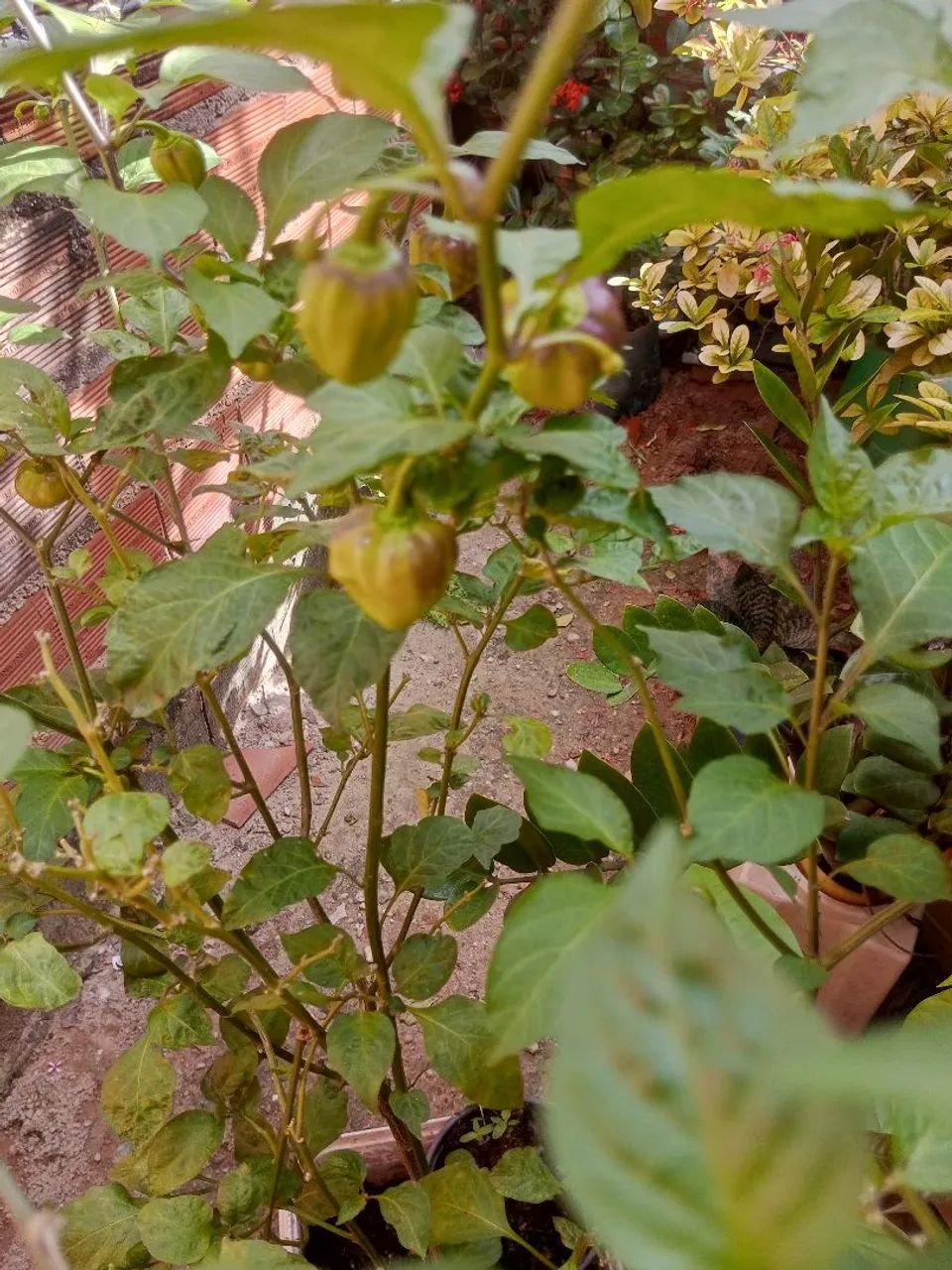 Pimenta  - Foto 2