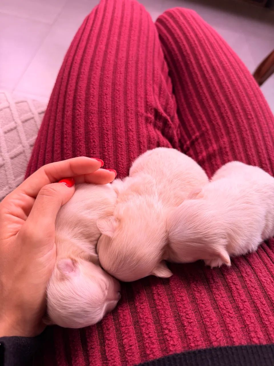 Cachorro  - Foto 2