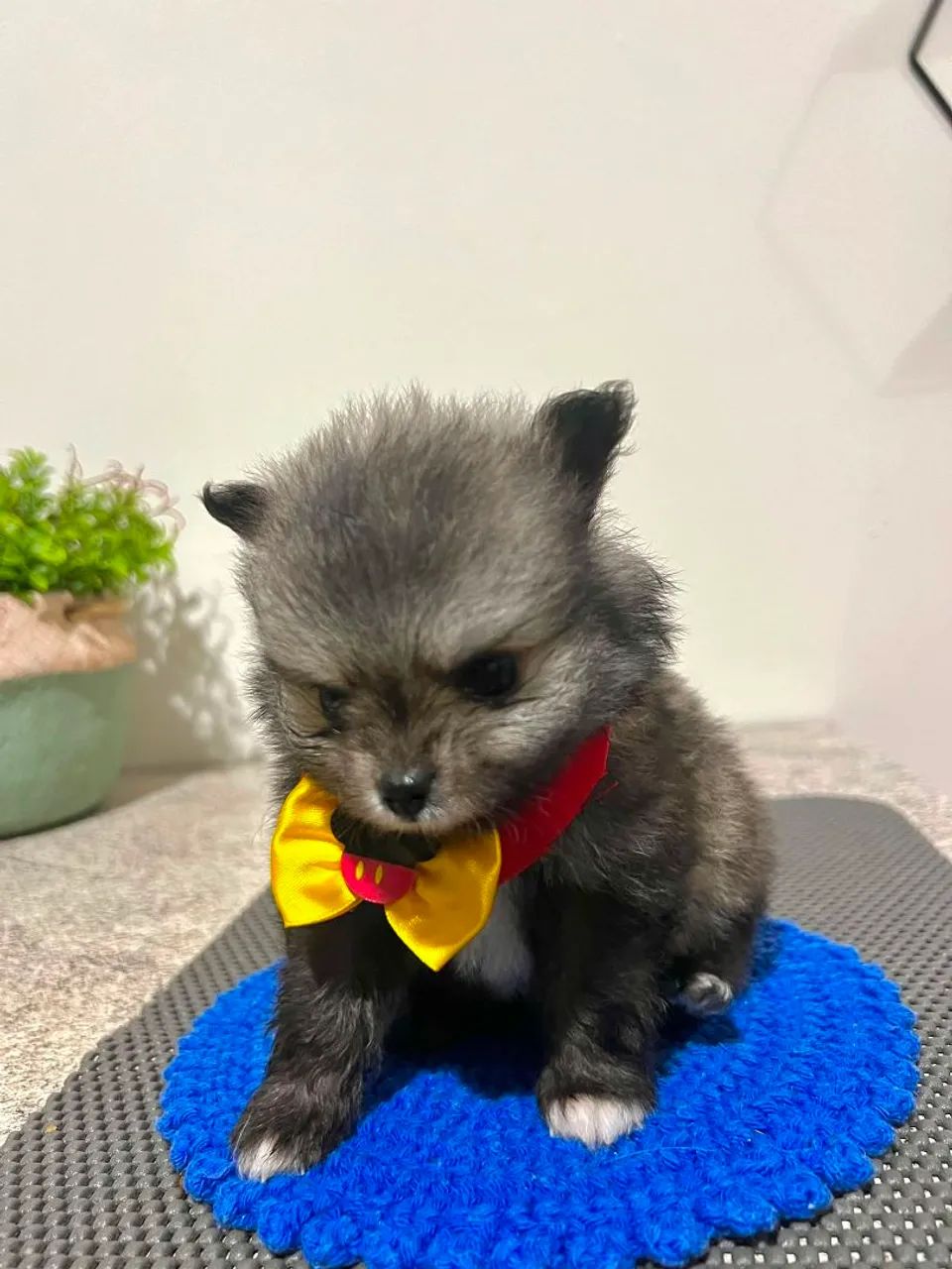 Spitz Alemão Anão 
