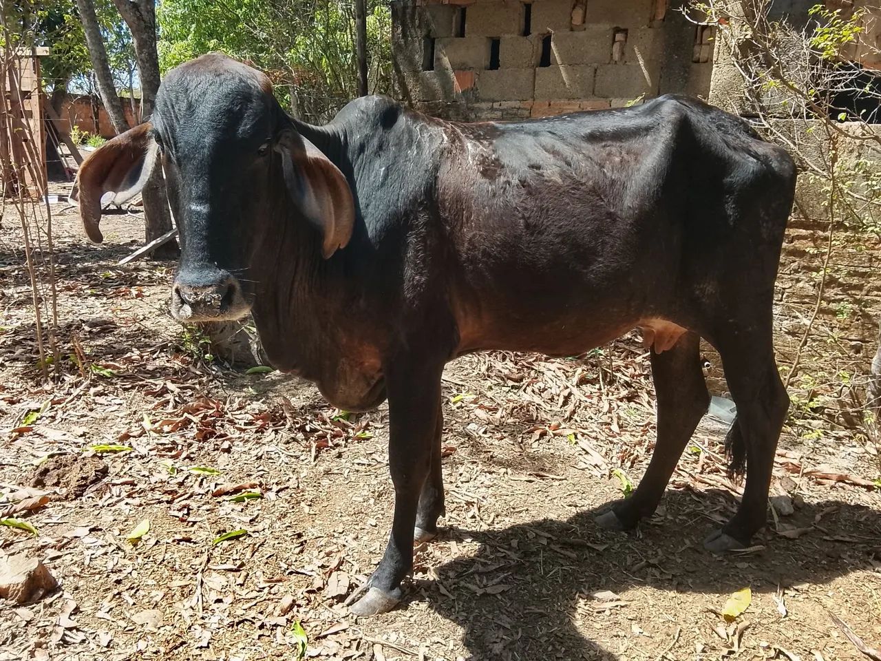 Vaca prenha