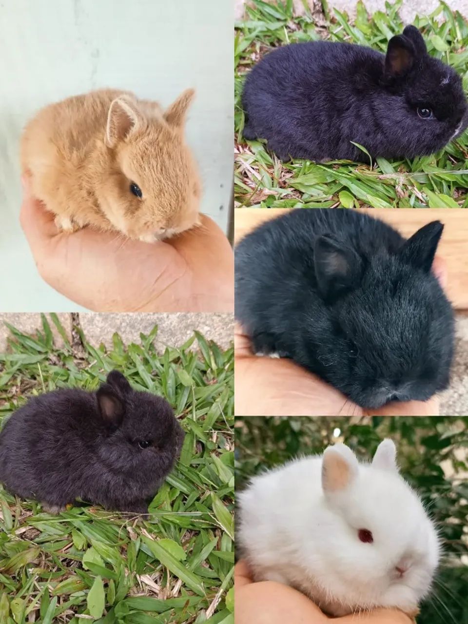 Mini coelhos Netherland - Foto 5