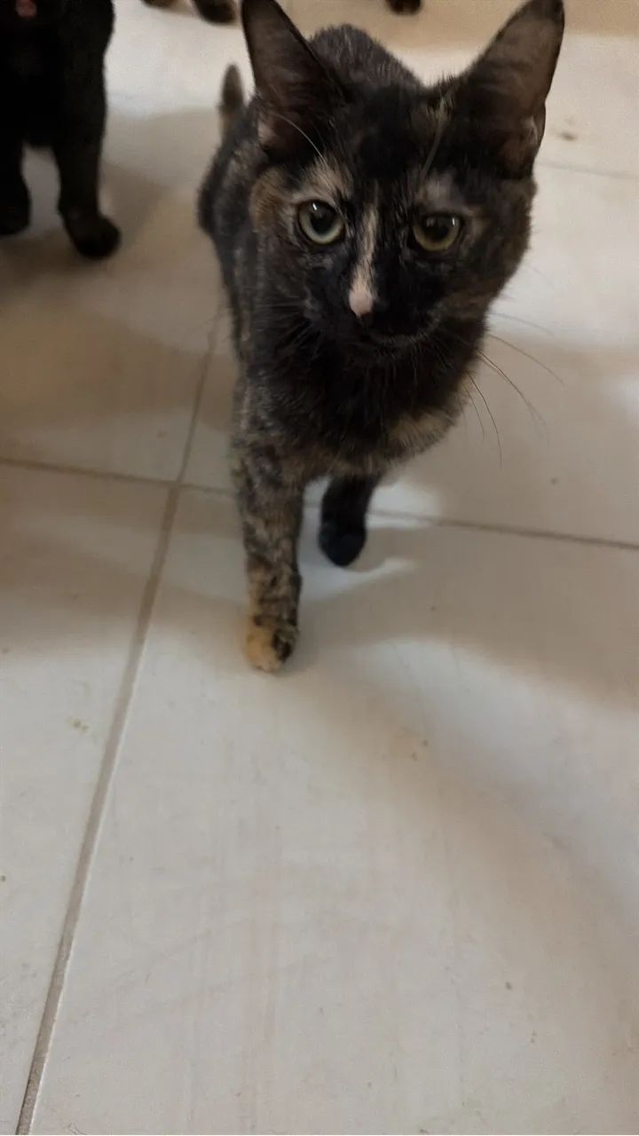 Adote gatinho!   - Foto 5