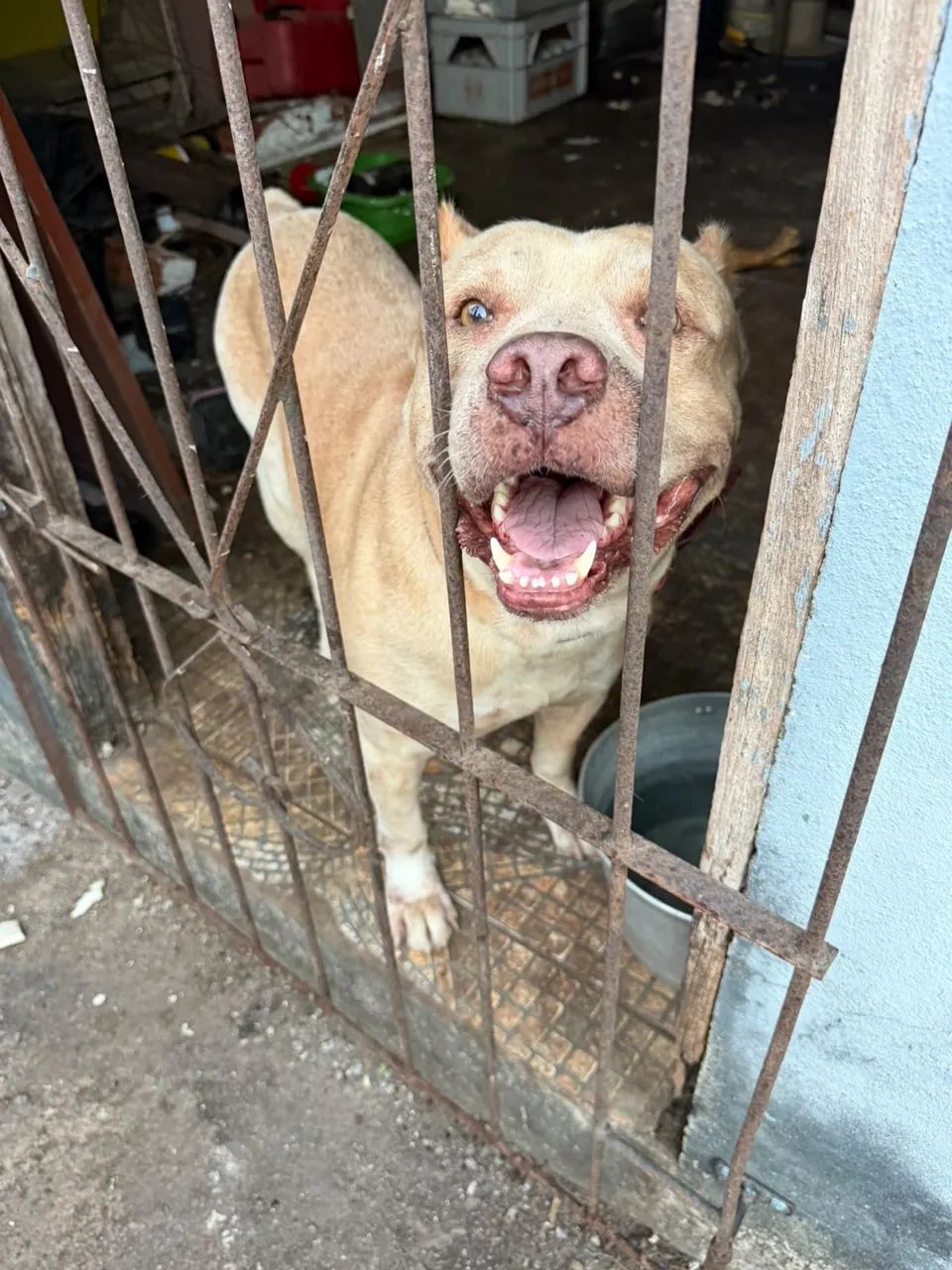 Doação de Cachorro de raça Pitbull.  - Foto 4