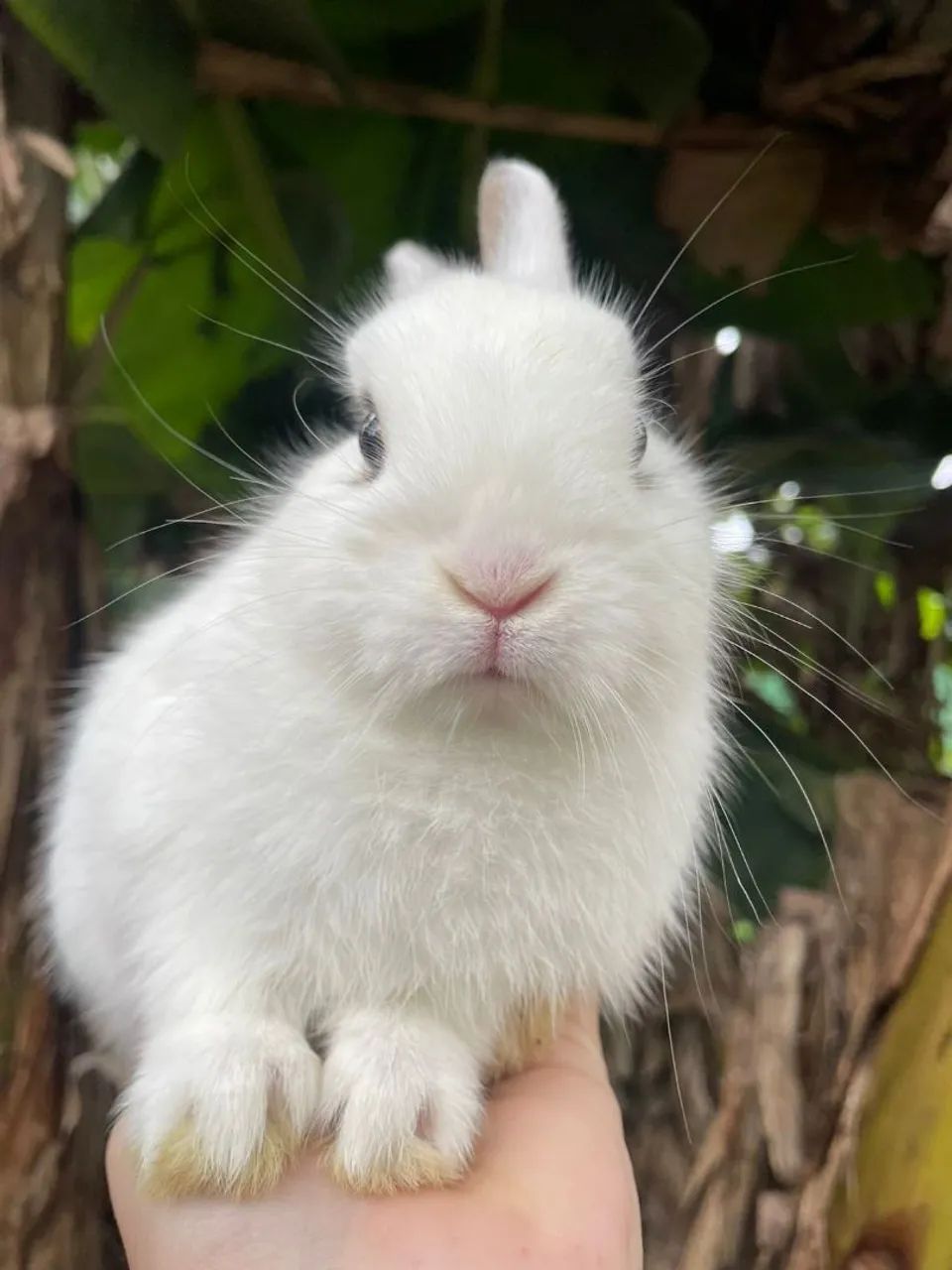 Lindos filhotinhos de mini coelhos  - Foto 3