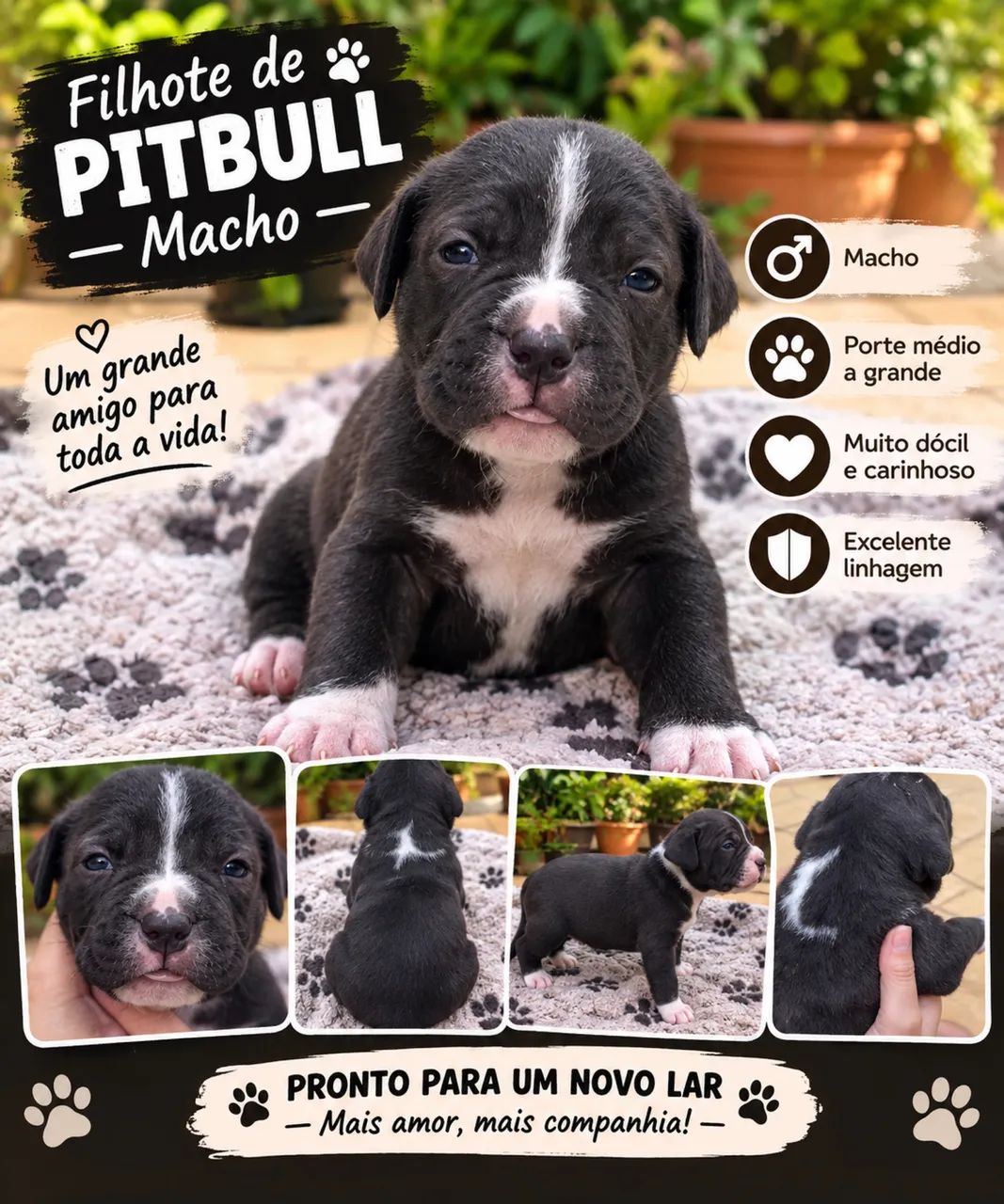 Filhote de pitbull  - Foto 2