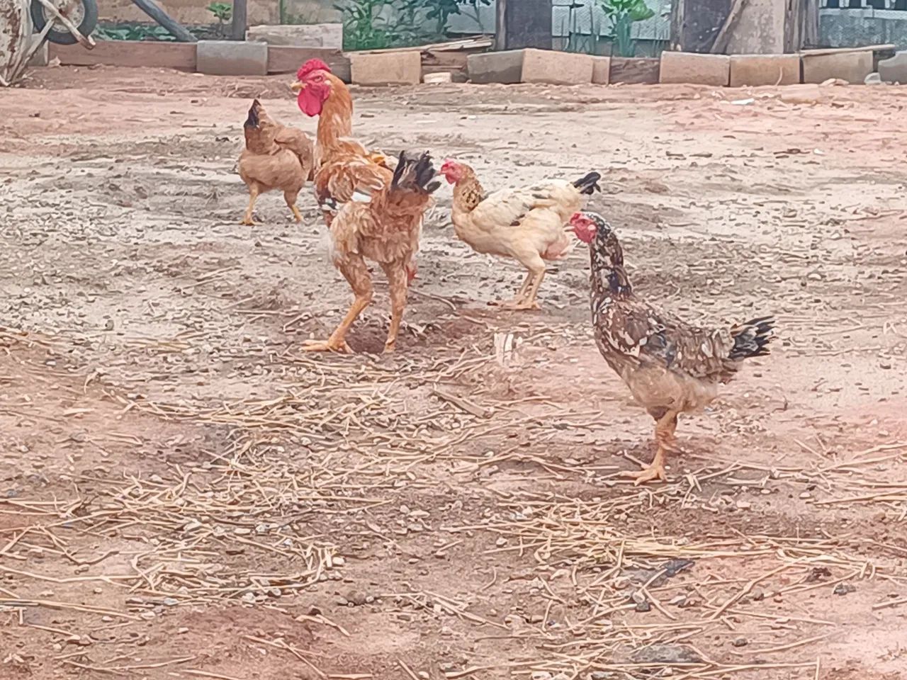 Vendo galinhas  - Foto 5