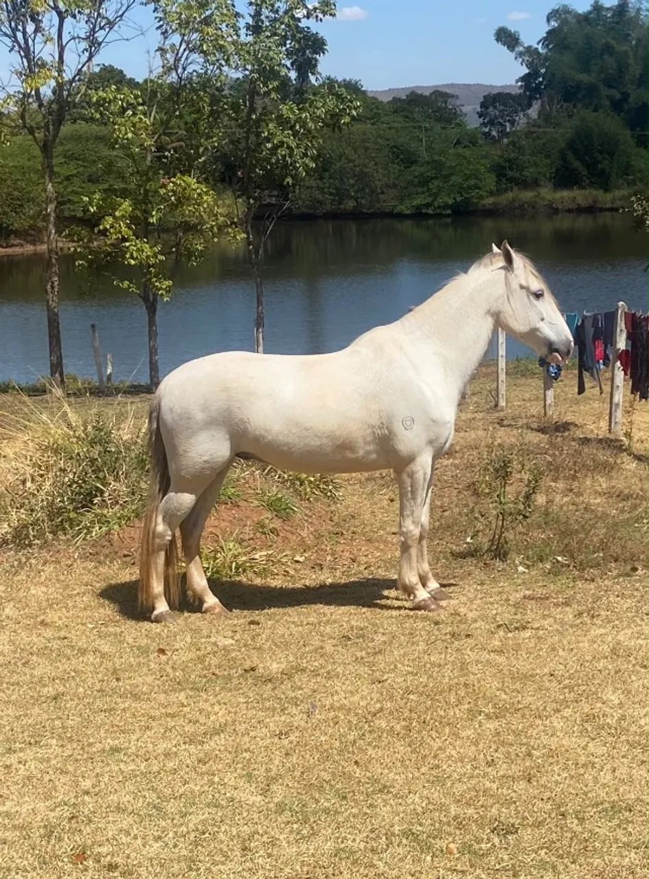 Cavalo - Foto 2