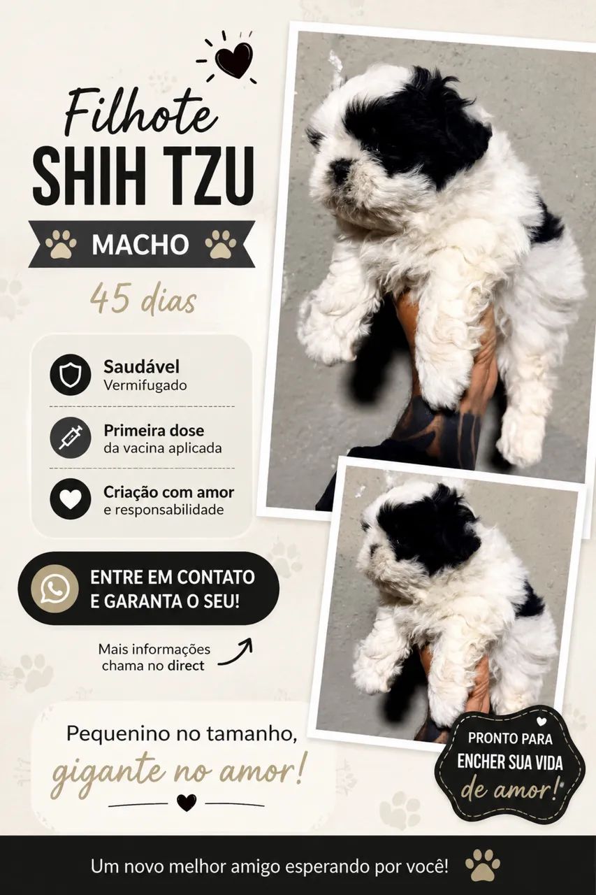 Filhote de Shitzu 