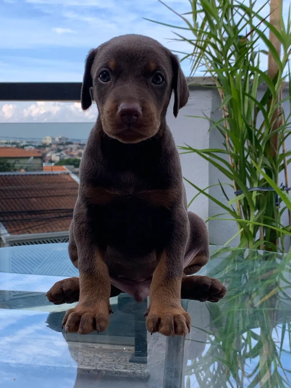 Filhote de Doberman  - Foto 3
