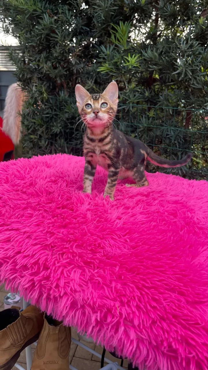 Bengal  - Foto 2
